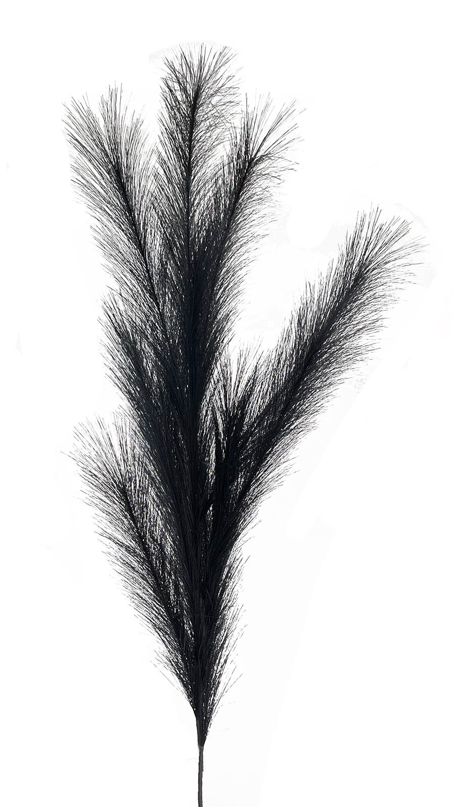 49 Black Grass Pampas Plume