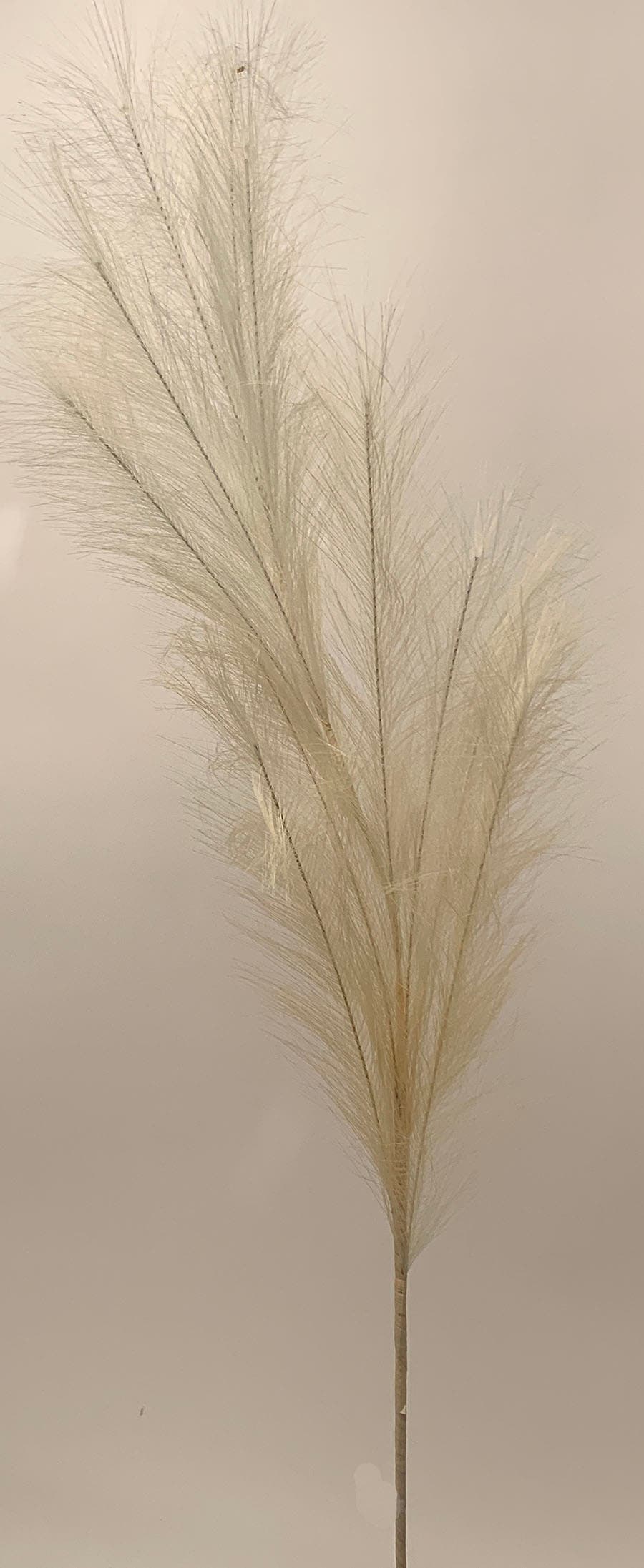 49 Cream Grass Pampus Plume