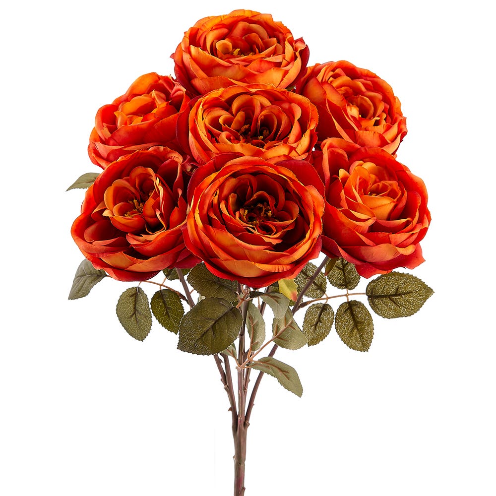 18 Orange English Garden Rose Bush