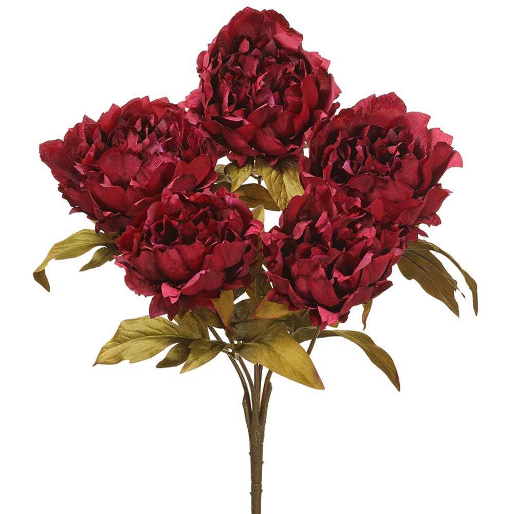 18 Burgundy Peony Bush