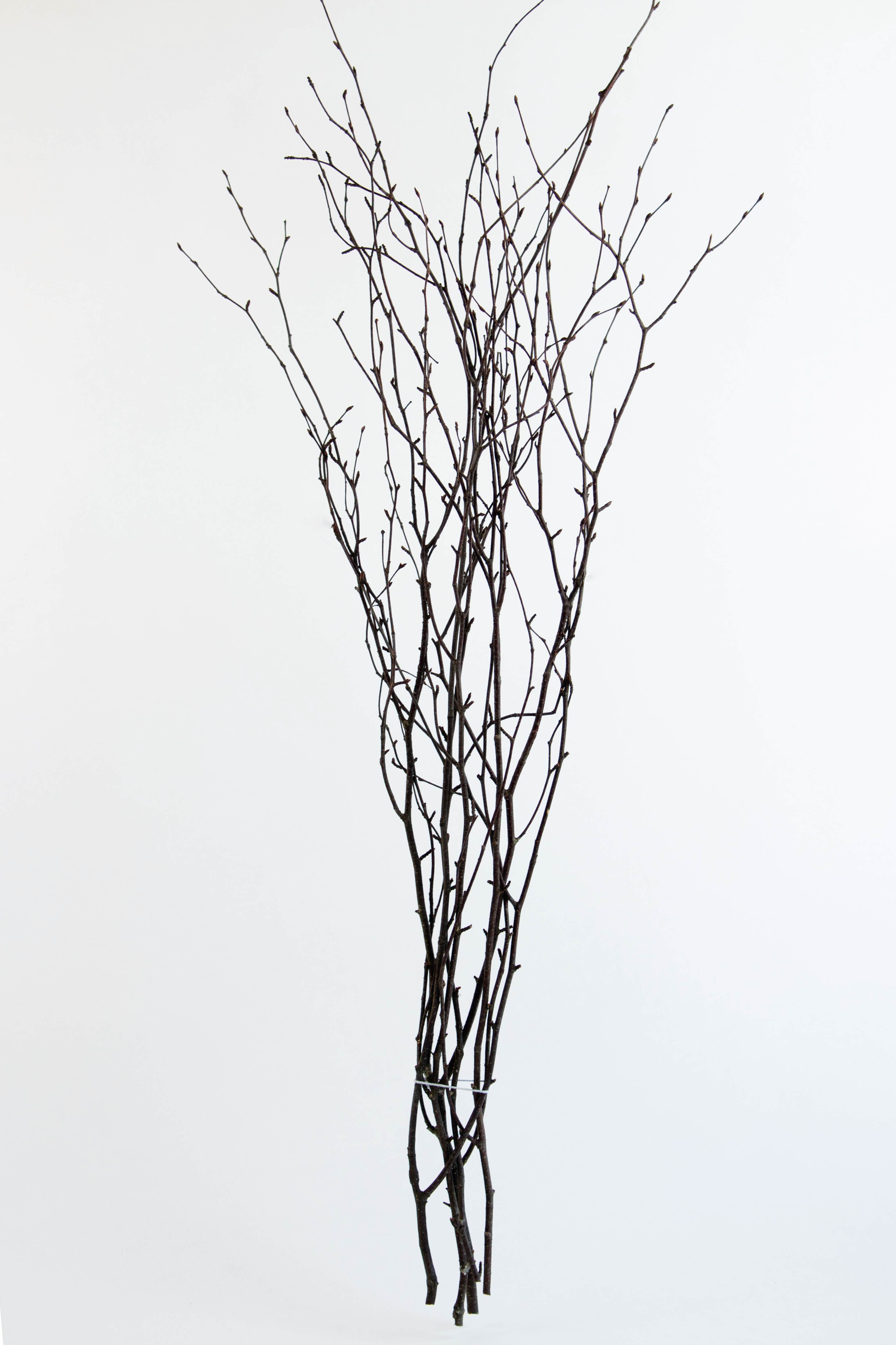 48 Natural Birch Branches, 12-Pack