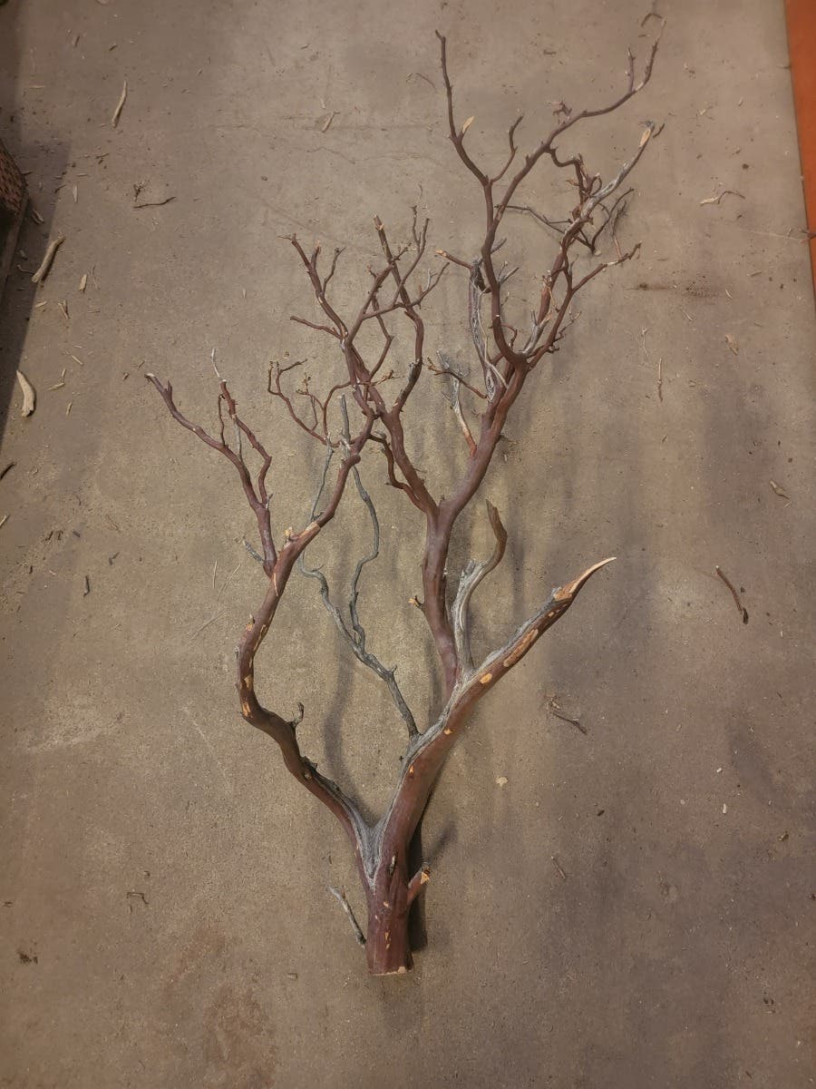 24 Natural Manzanita Sierra