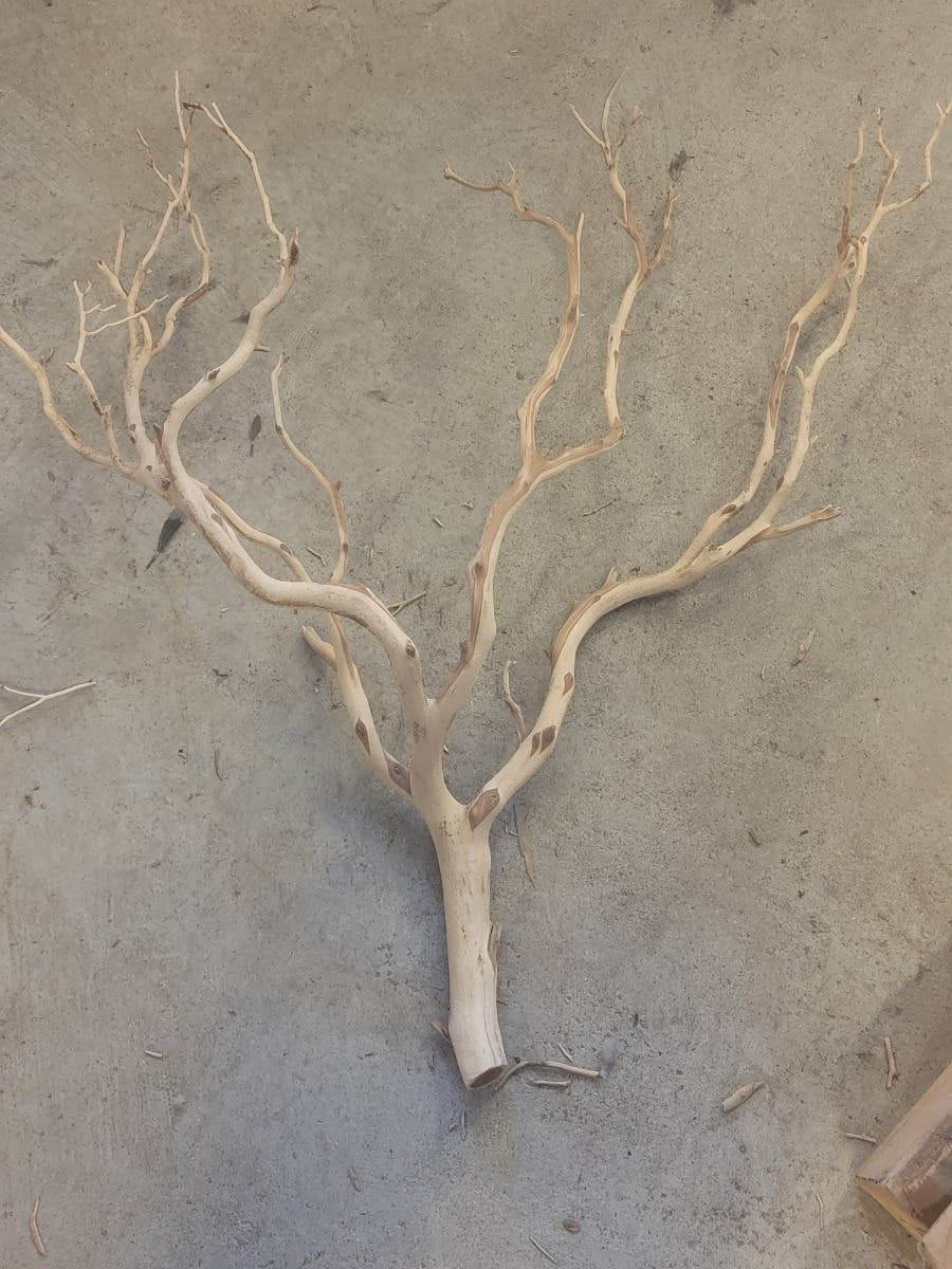 24 Sand Manzanita Sierra