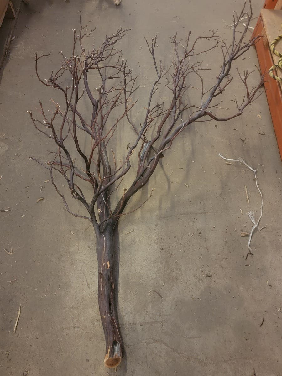 48 Natural Manzanita