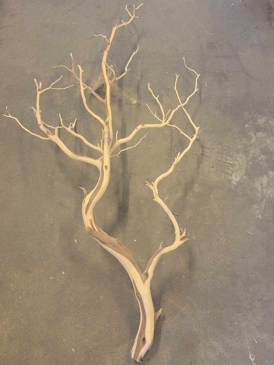 48 Sand Manzanita Sierra