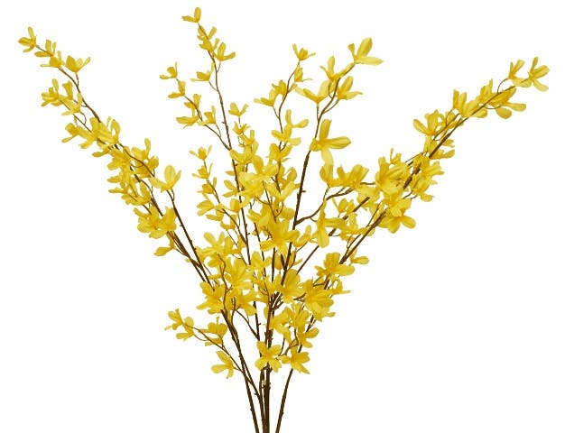 30 Yellow Forsythia Bush
