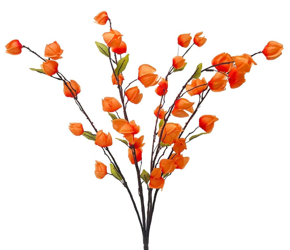27 Fall Orange Chinese Lantern Bush