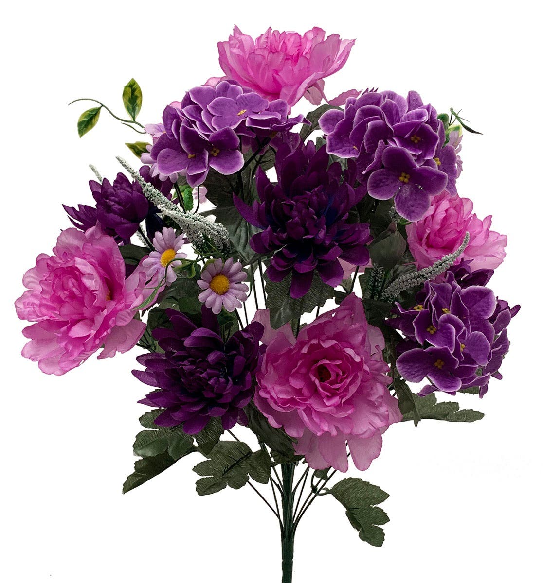25 Purple Peony Mum Hydrangea Bush