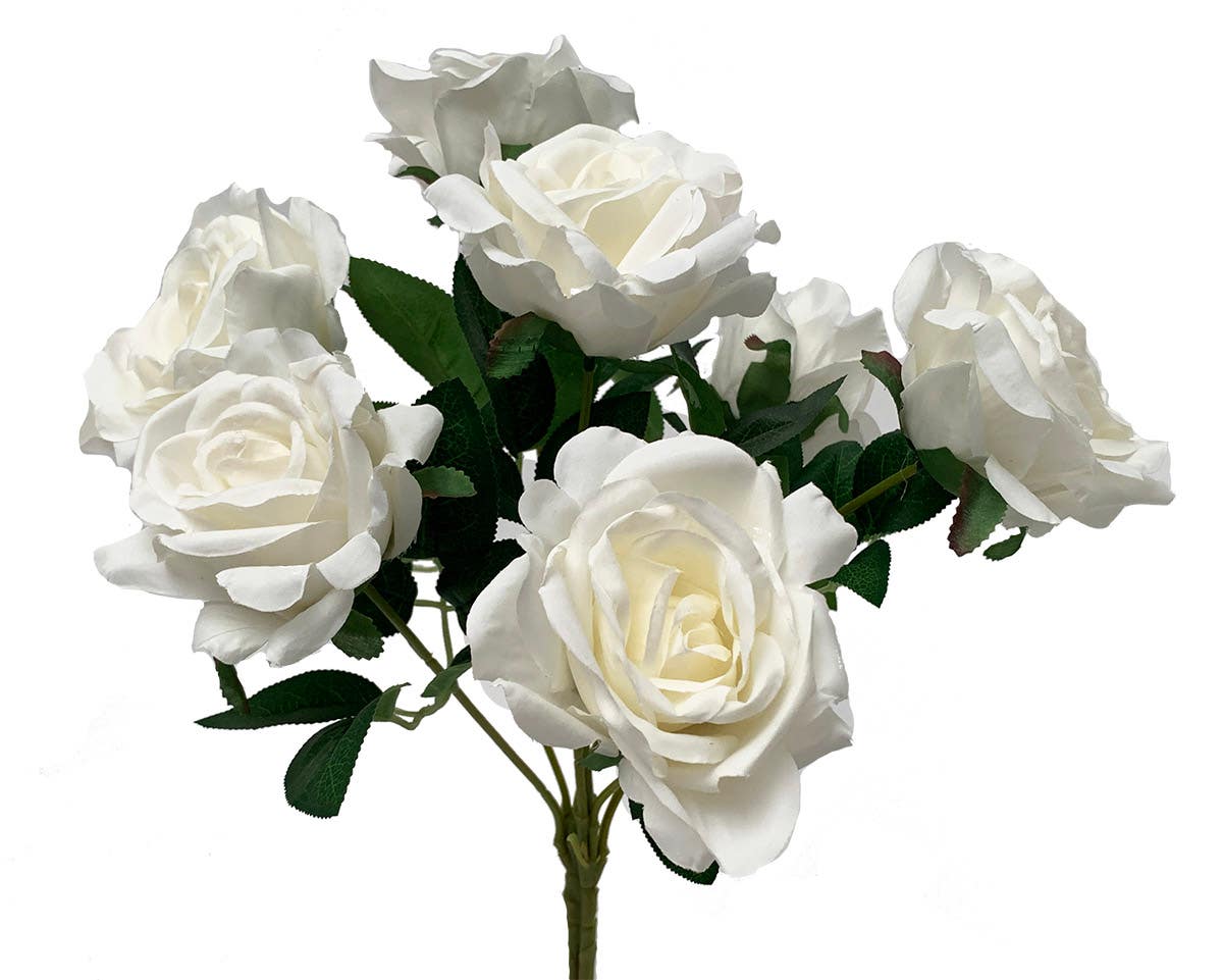 17 Cream & White Rose Ballerina Bush