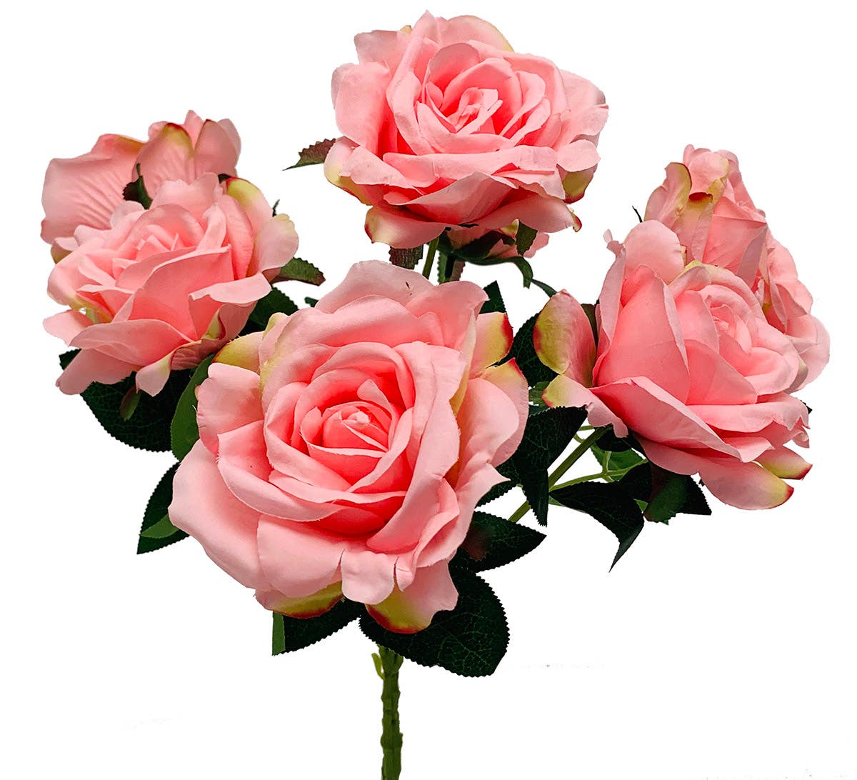 17 Pink Rose Ballerina Bush