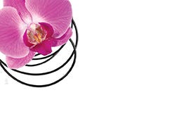 2.25 x 3.5 Pink Orchid Cards, 50-Pack