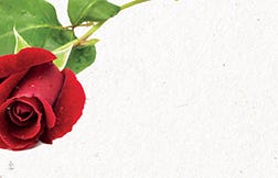 2.25 x 3.5 Red Rose Blank Cards, 50