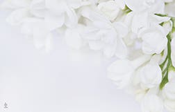 2.25 x 3.5 White Flowers Blank Cards
