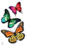 2.25 x 3.5 Butterfly Cards, 50-Pack
