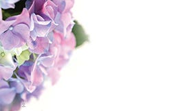 2.25 x 3.5 Hydrangea Blank Cards, 50