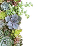 2.25 x 3.5 Succulents Blank Cards, 50