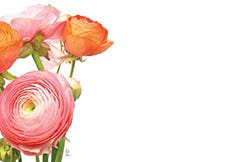 2.25 x 3.5 Roses Blank Cards, 50-Pack