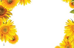 2.25 x 3.5 Sunflower Blank Cards, 50