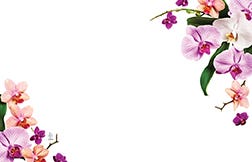 2.25 x 3.5 Orchid Blank Cards, 50-Pack