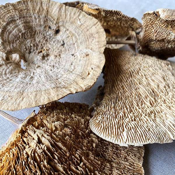 Natural Sponge Mushroom, 6-Bunch