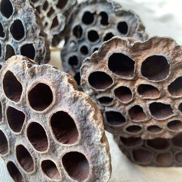 Natural Lotus Pods, 12-Bunch