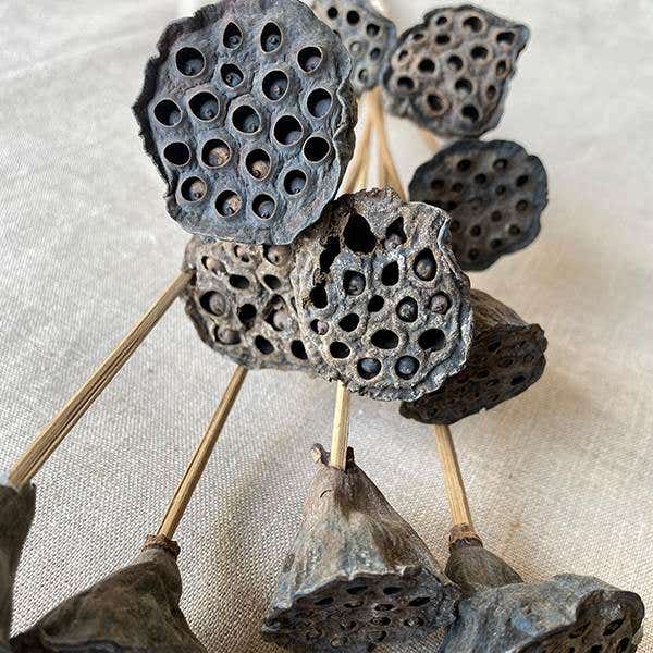Mini Natural Lotus Pods, 12-Bunch