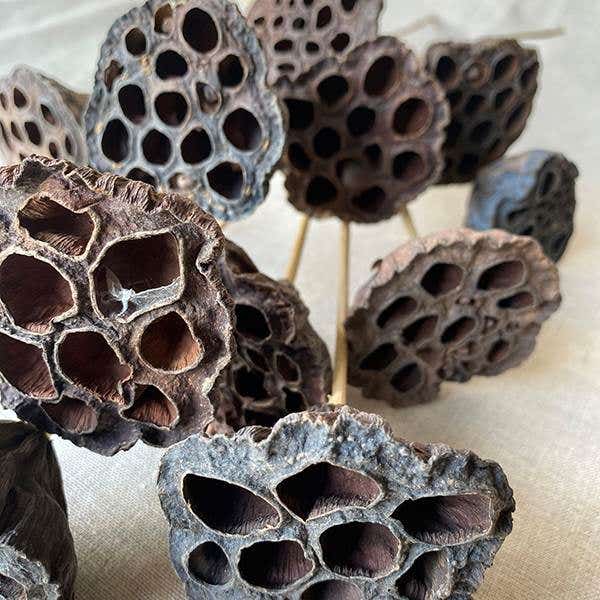 Small Natural Lotus Pods, 12-Bunch