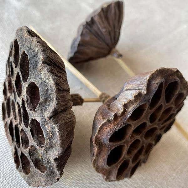 Natural Lotus Pods, 100-Case