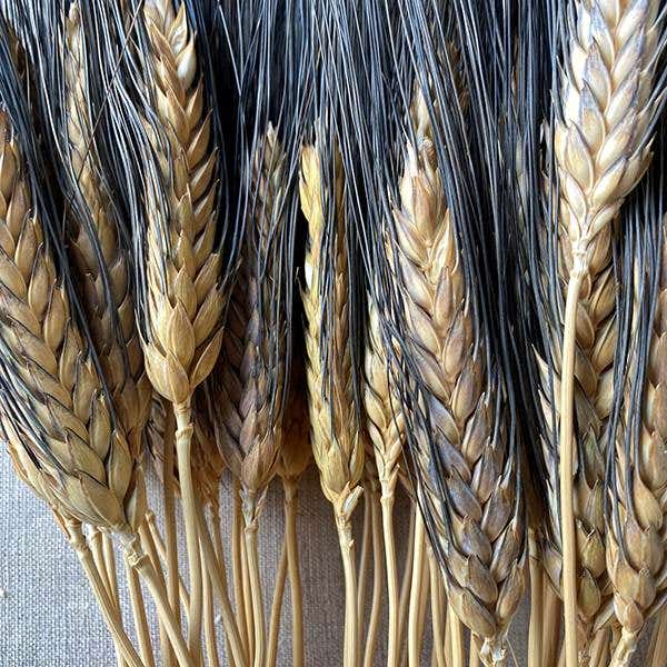 8 oz Natural Blackbeard Wheat
