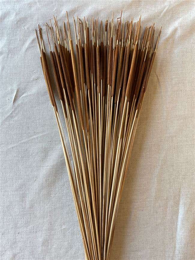 22-28 Brown Pencil Cattails, 100-Bunch