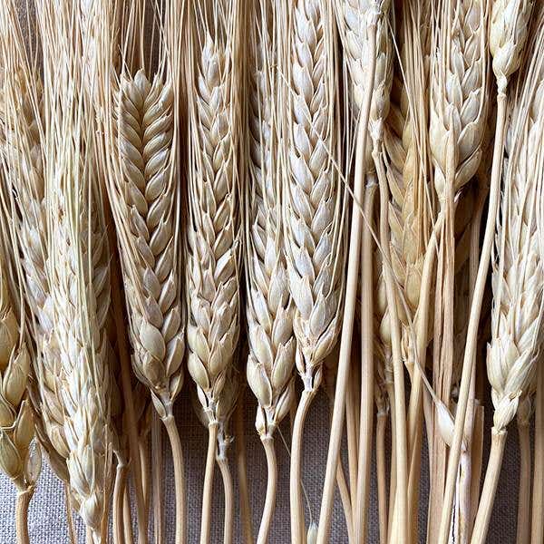 8 oz Natural Triticum Wheat