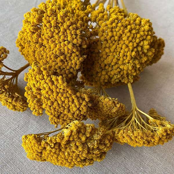 Yellow Yarrow,  10-Bunch