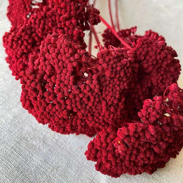 Red Yarrow, 10-Bunch