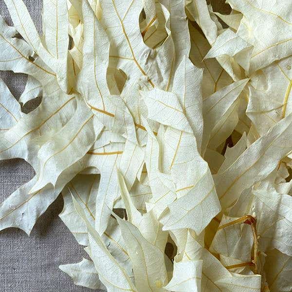 1 lb Natural White Oak Leaves