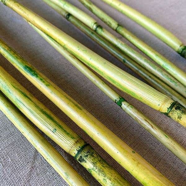 3-5' Green River Cane, 25-Bunch