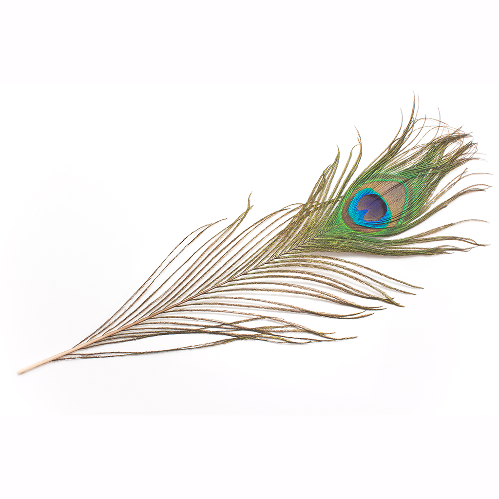 Natural Peacock Eye Feather 27