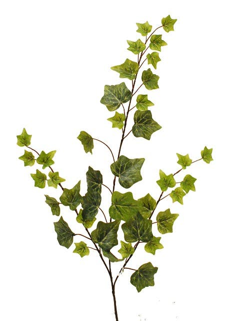 25 Cream Ivy Holland Spray