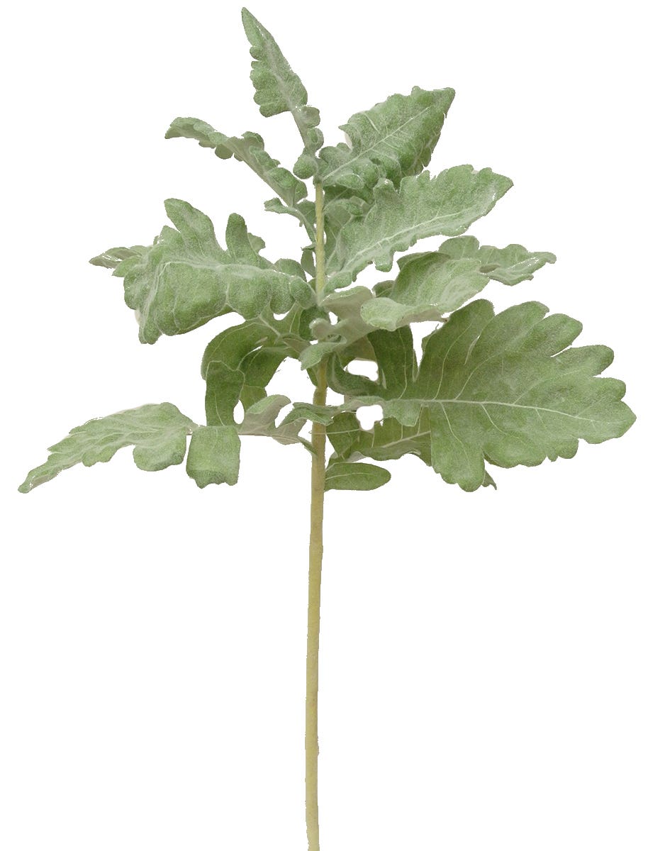 17 Frosted Green Dusty Miller Stem