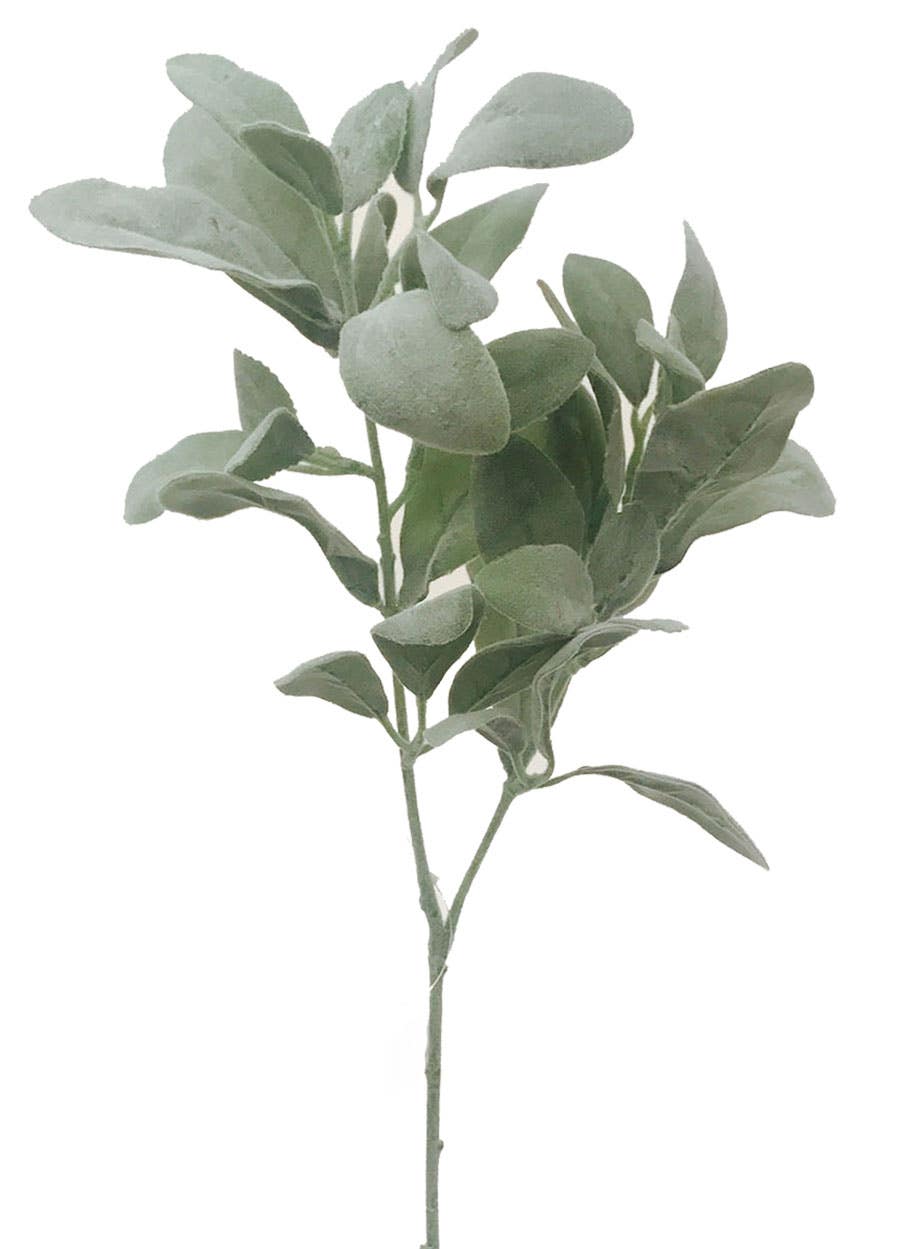 26 Frosted Green Lambs Ear Branch