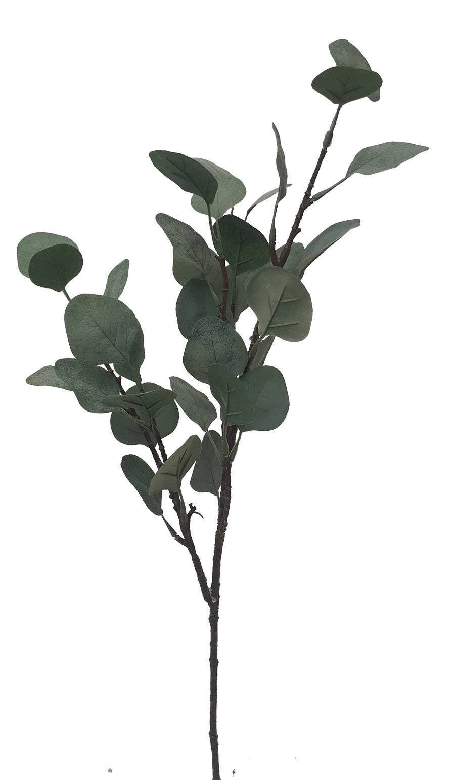 26 Frosted Silver Dollar Eucalyptus