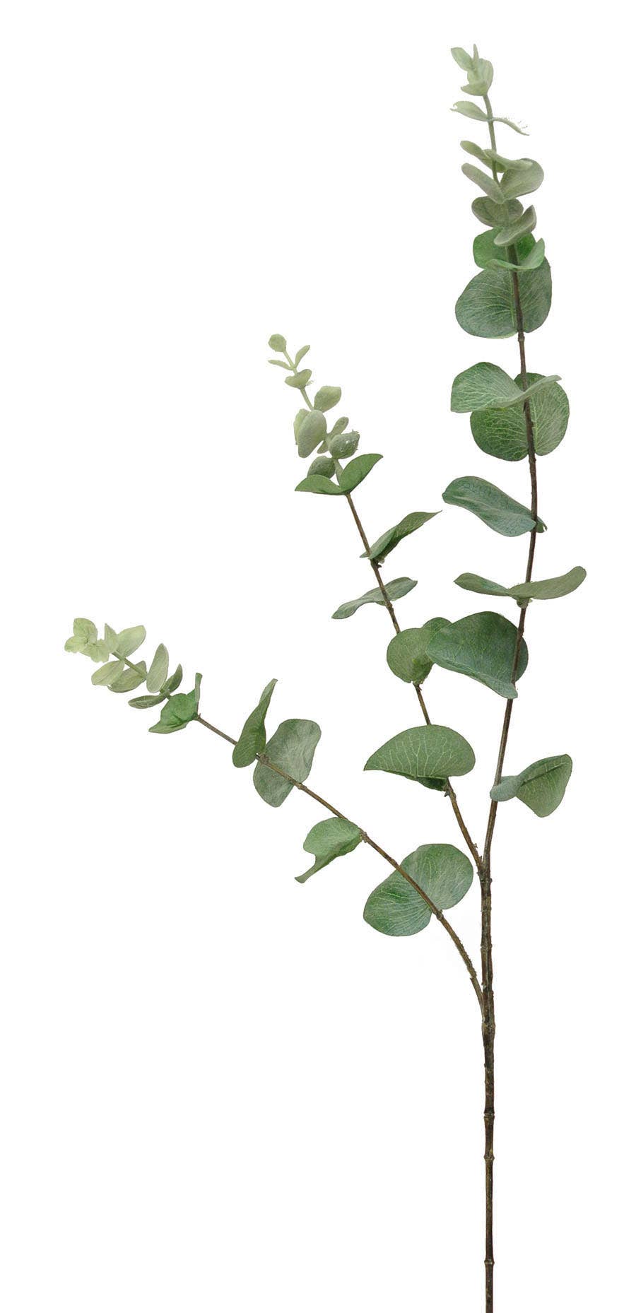 33 Frosted Green Eucalyptus Branch