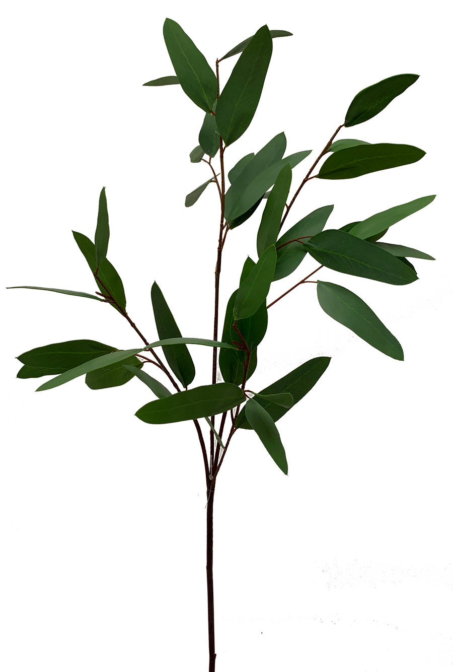 30" Eucalytus Seed Branch