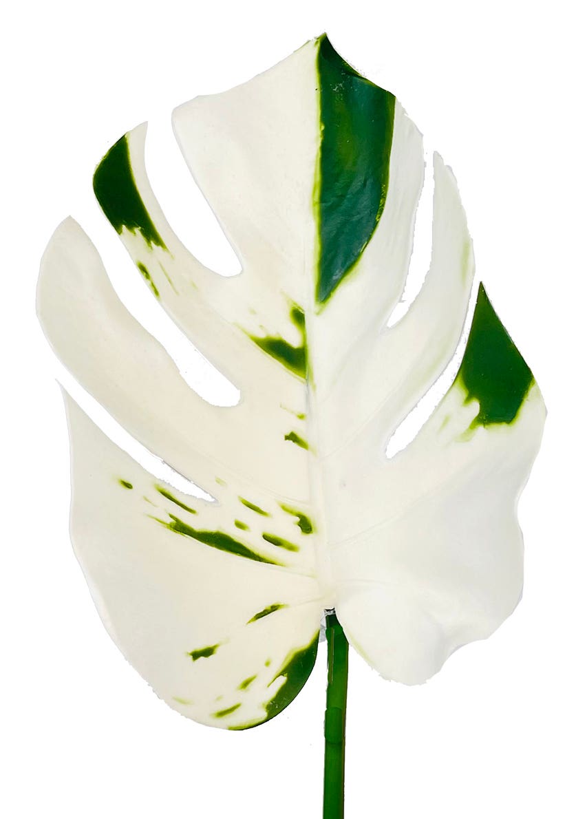 16 White & Green Philodendro Stem