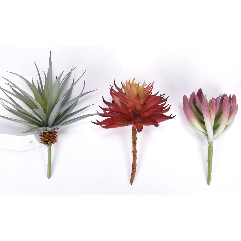 7 Assorted Succulent Pick