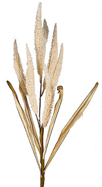 35" Cream Millet Grass