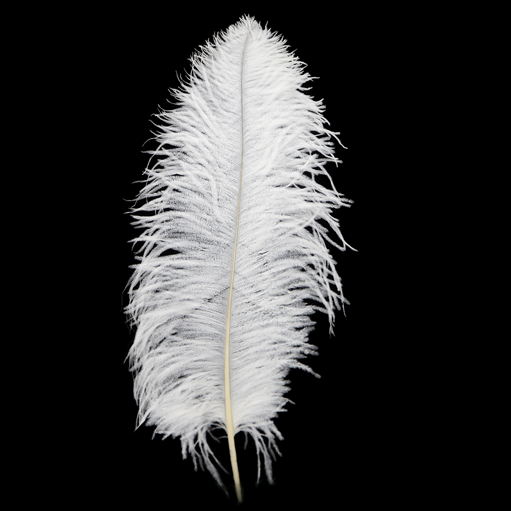 22 Snow White Ostrich Feathers, 6-Pack