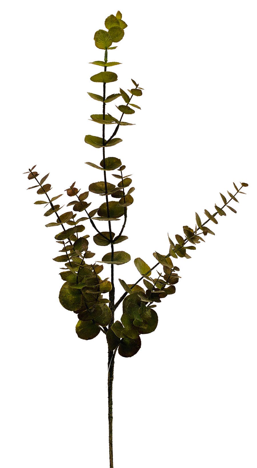 31 Green & Brown Eucalyptus Stem