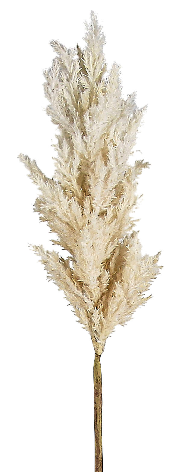 SO-34"GRASS PLUME PAMPUS 161422CRM