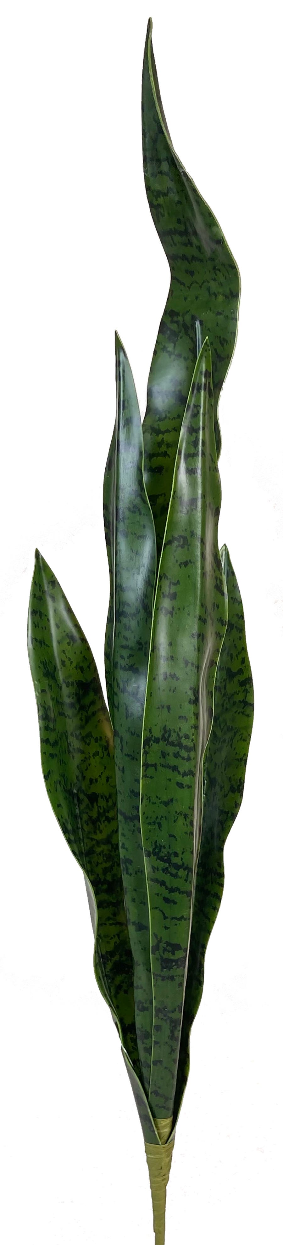 26 Dark Green Snake Plant