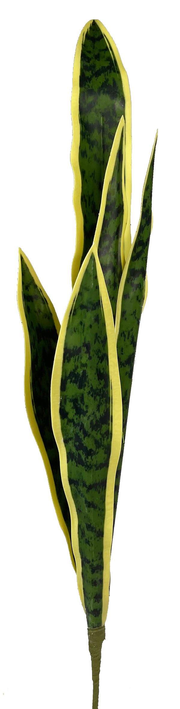 26 Variegated Snake Plant